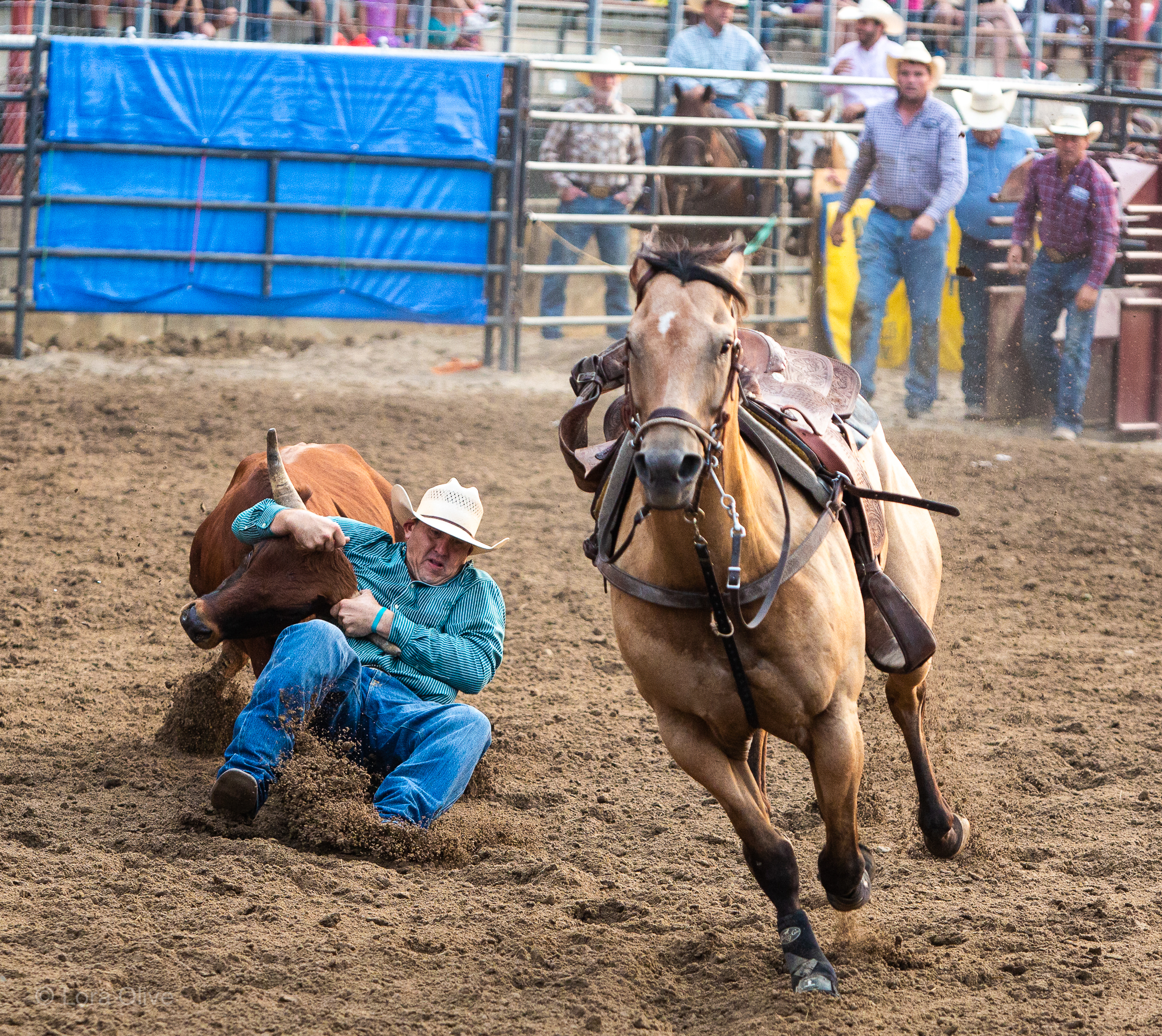 Indiana State Fair Championship Rodeo Live Pix Live