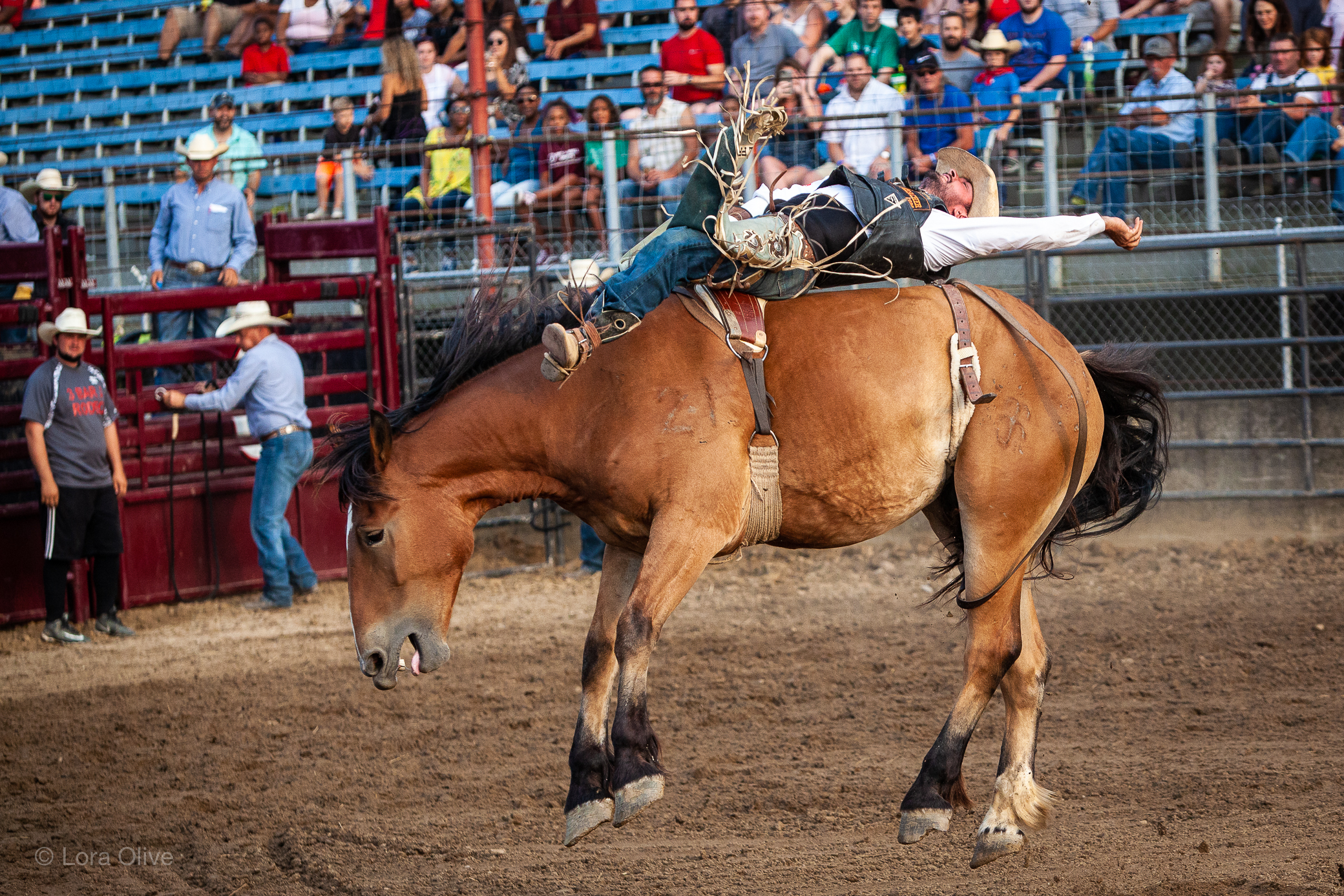 Indiana State Fair Championship Rodeo Live Pix Live