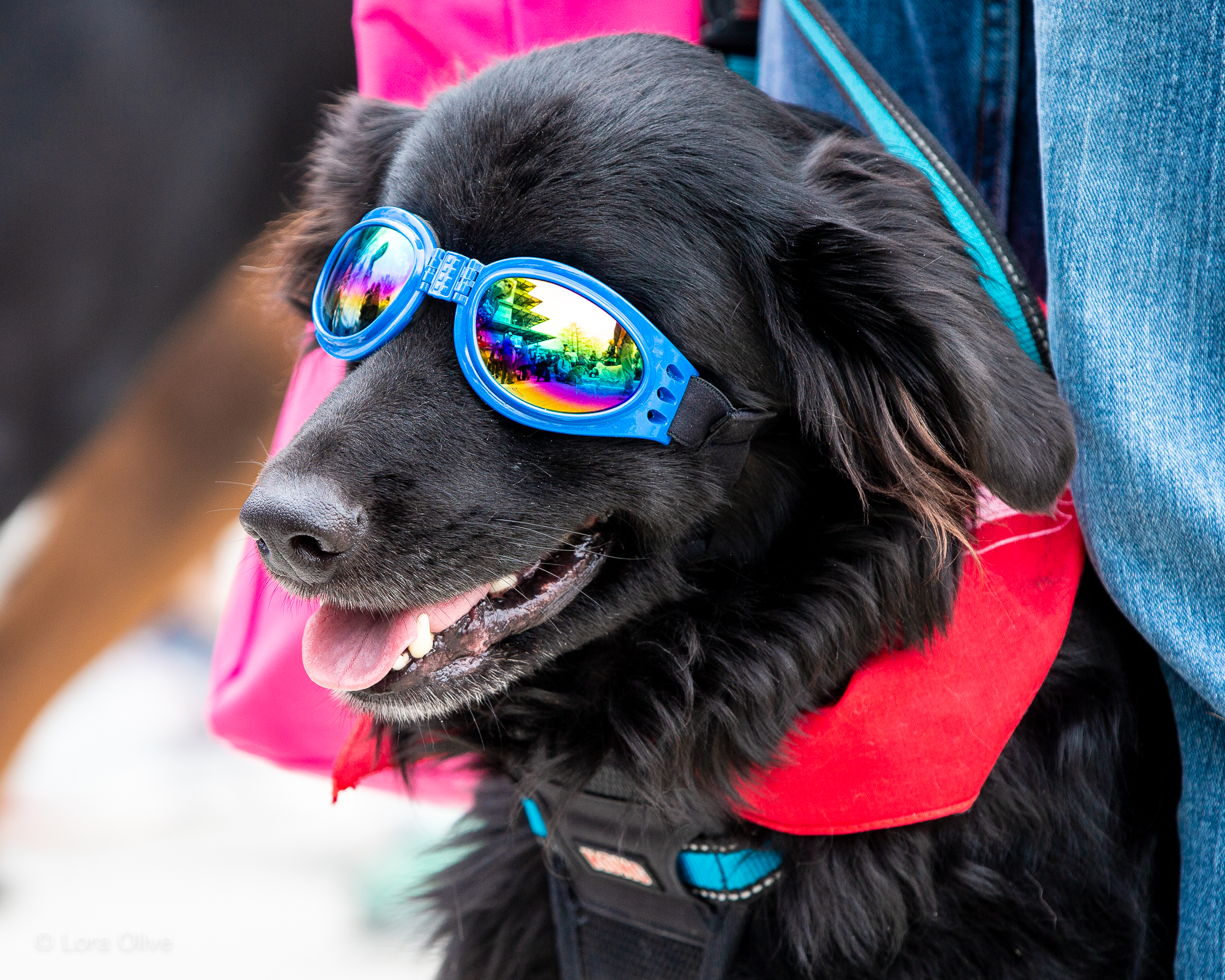 Mutt Strut